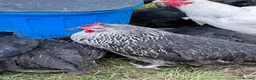 Chickens poultry for sale: Point of lay hens  silver sussex - Advert 20