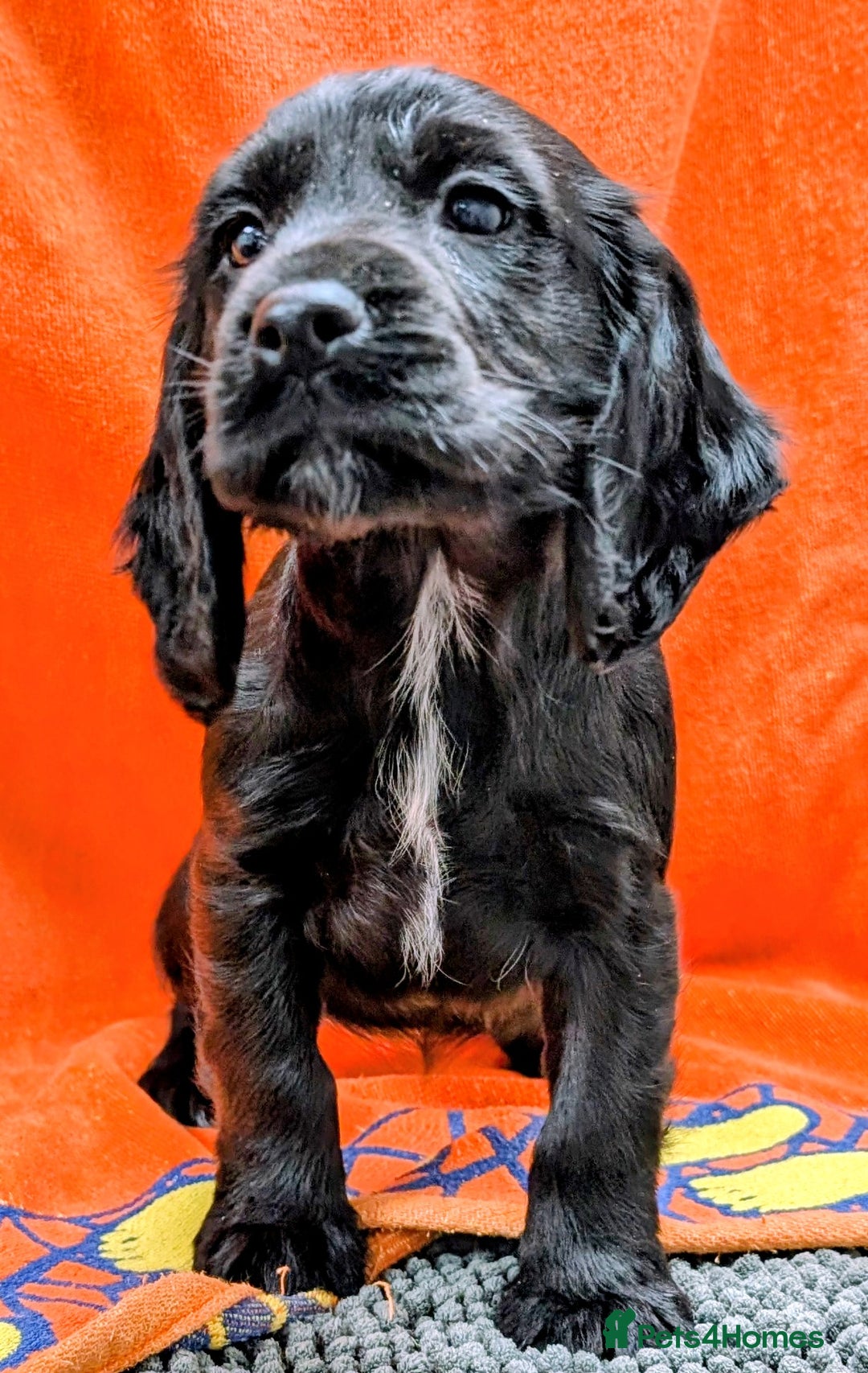 Cocker Spaniel dogs for sale: Ready now! KC registered, health tested cocker  - Advert 4