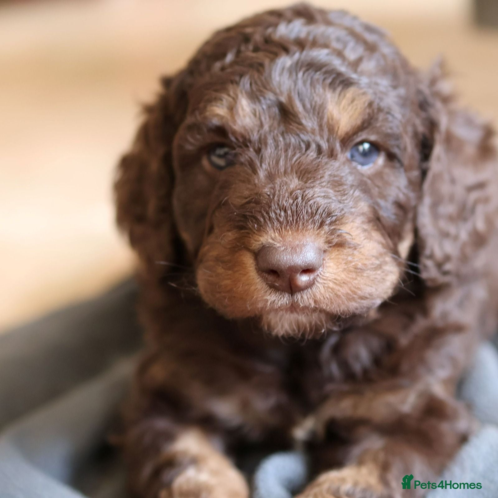 Labradoodle dogs Stunning F1b, Rare Markings, quality bred & raised - Advert 2