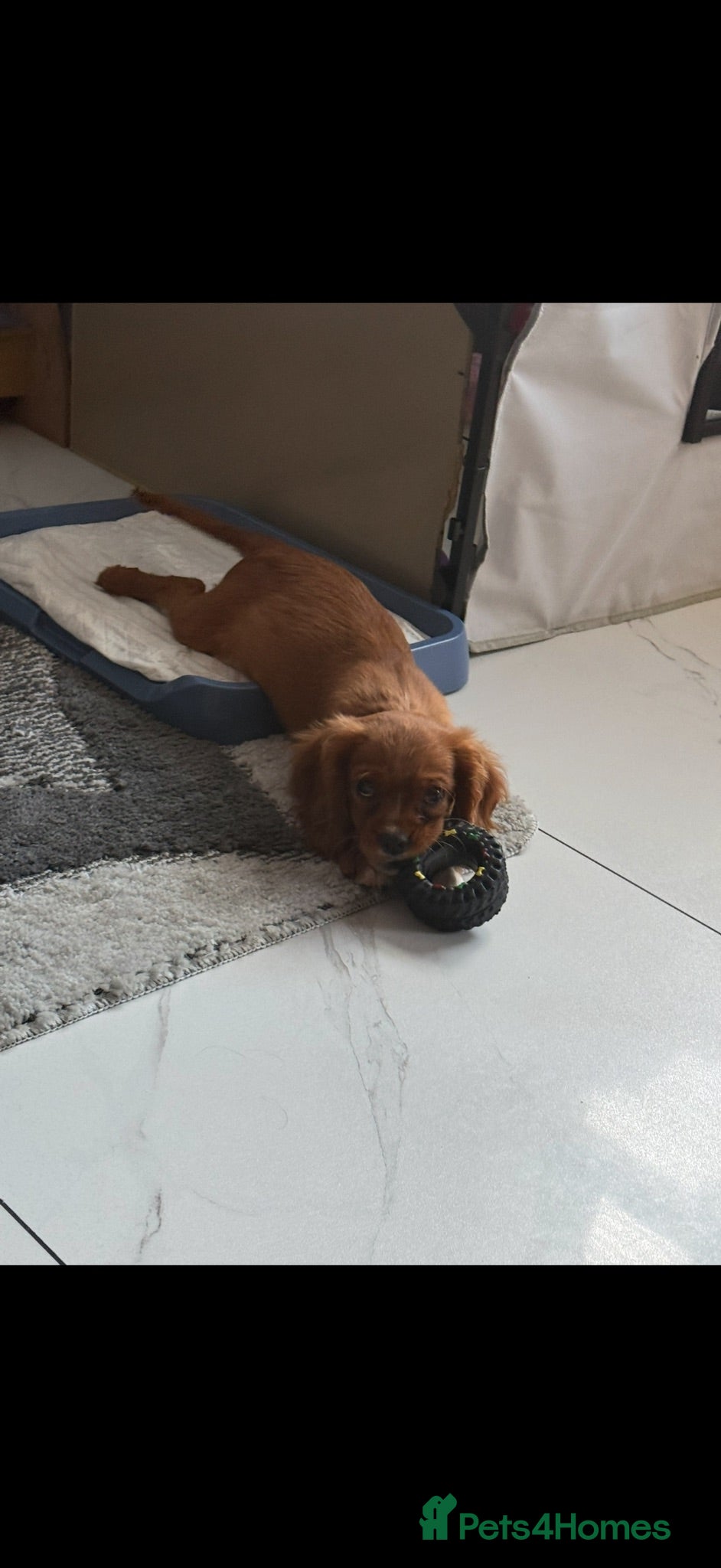 Cavalier King Charles Spaniel dogs kennel club fully vaccinated cavalier dna clear  - Advert 2