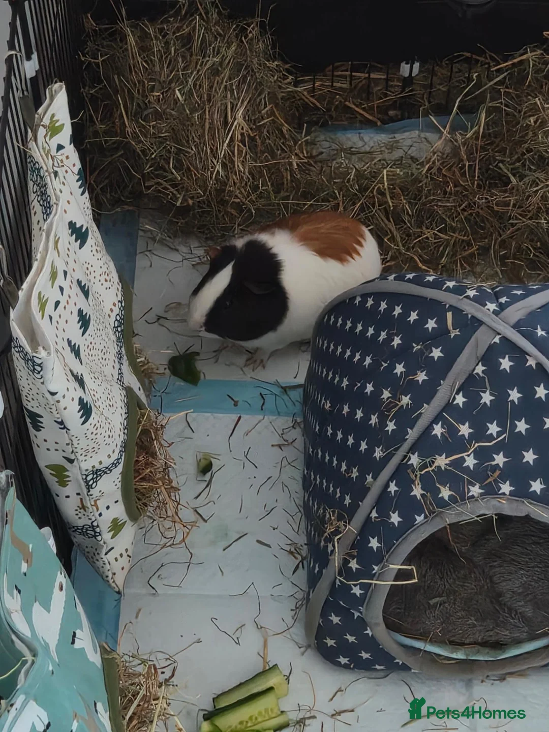 Guinea Pig rodents for sale: Guinea pigs and set up for sale  in Berkeley - Advert 10