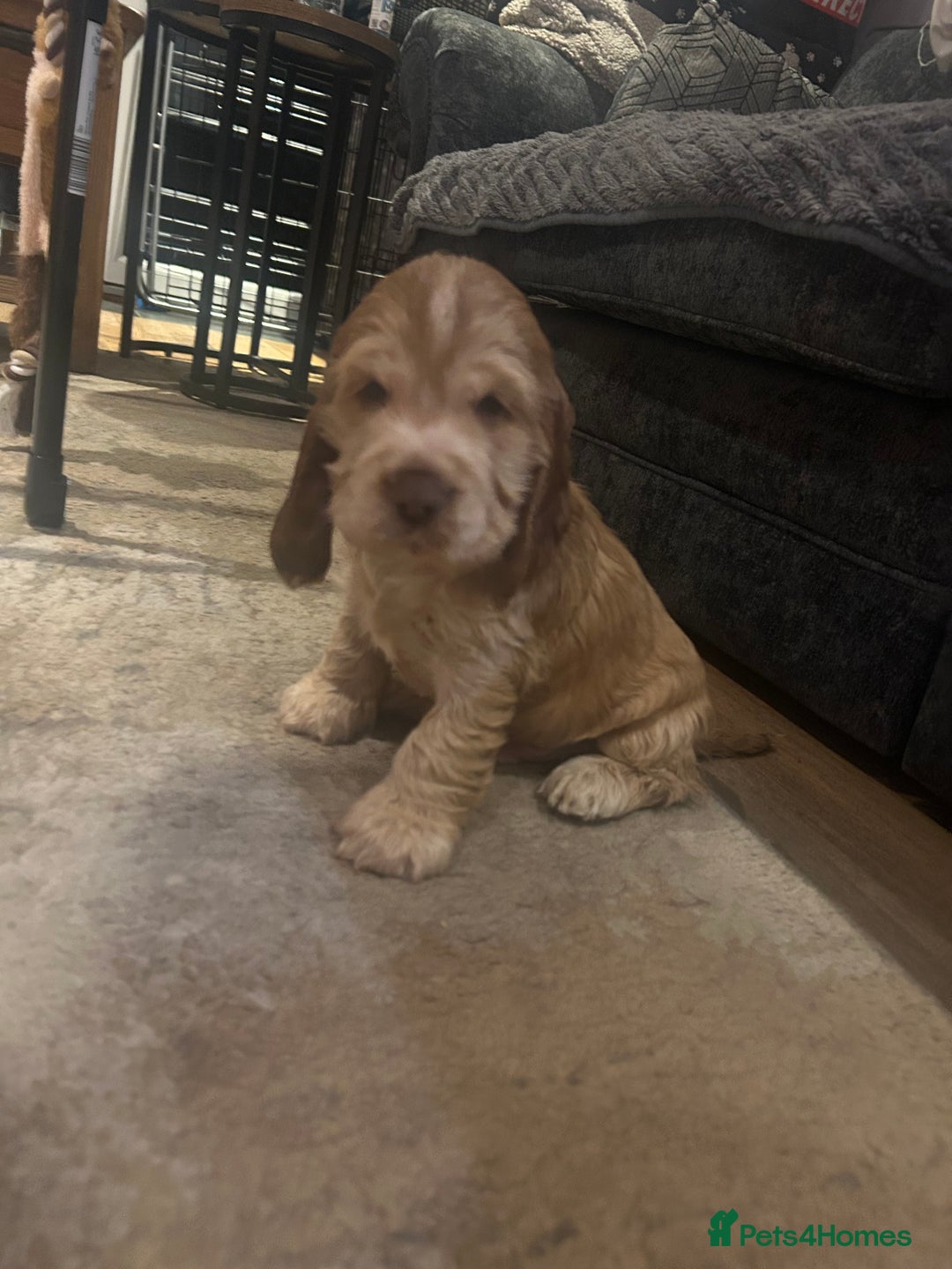 Cocker Spaniel dogs for sale: 💚2 boys available 💚show cocker spaniel puppies  - Advert 19
