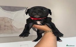 Cane Corso dogs for sale: Pure breed cane corso  - Image 15