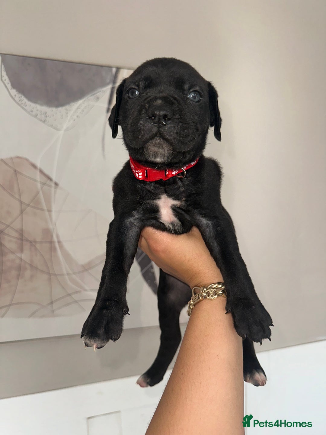 Cane Corso dogs for sale: Pure breed cane corso  - Image 15