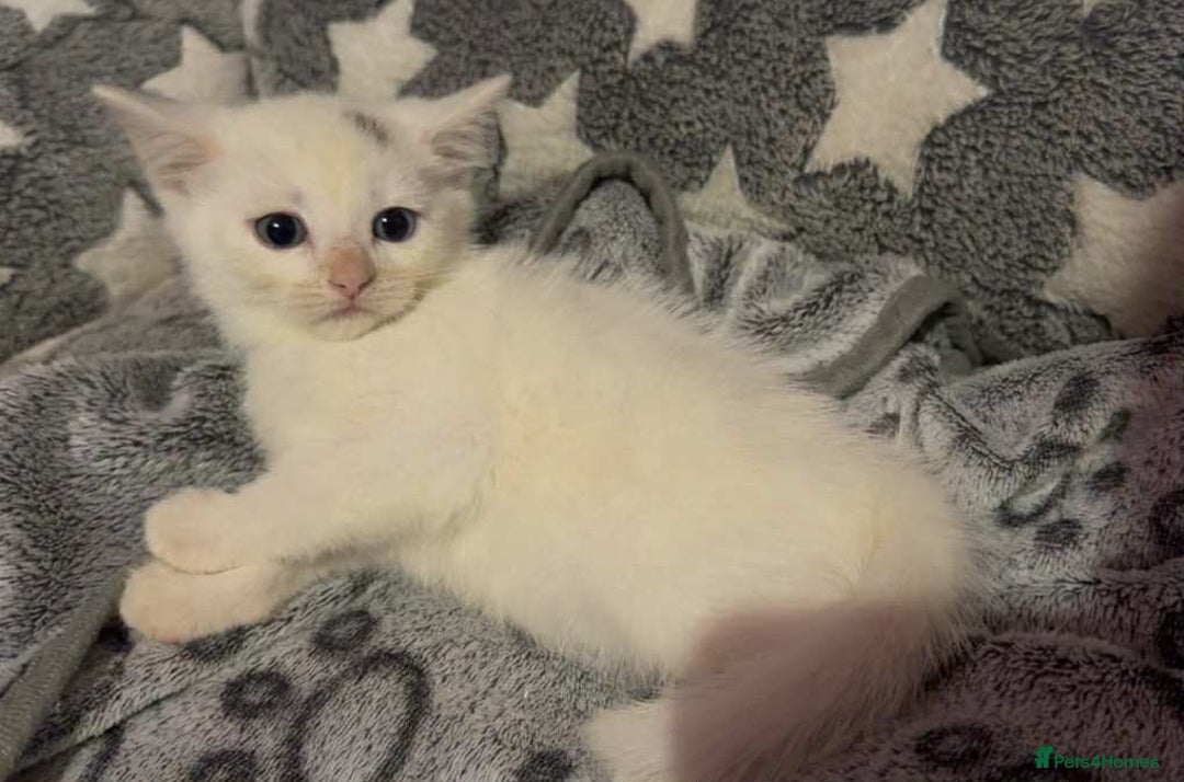 Mixed Breed cats for sale: Ragdoll x kittens - Image 5