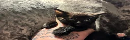 Mixed Breed cats for sale: Two stunning half British blue kittens for sale - Advert 16