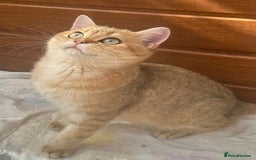 British Shorthair cats for sale: Last golden boy left 😻🌸🌼🌺 tica registered 😻 in Hayes - Image 1