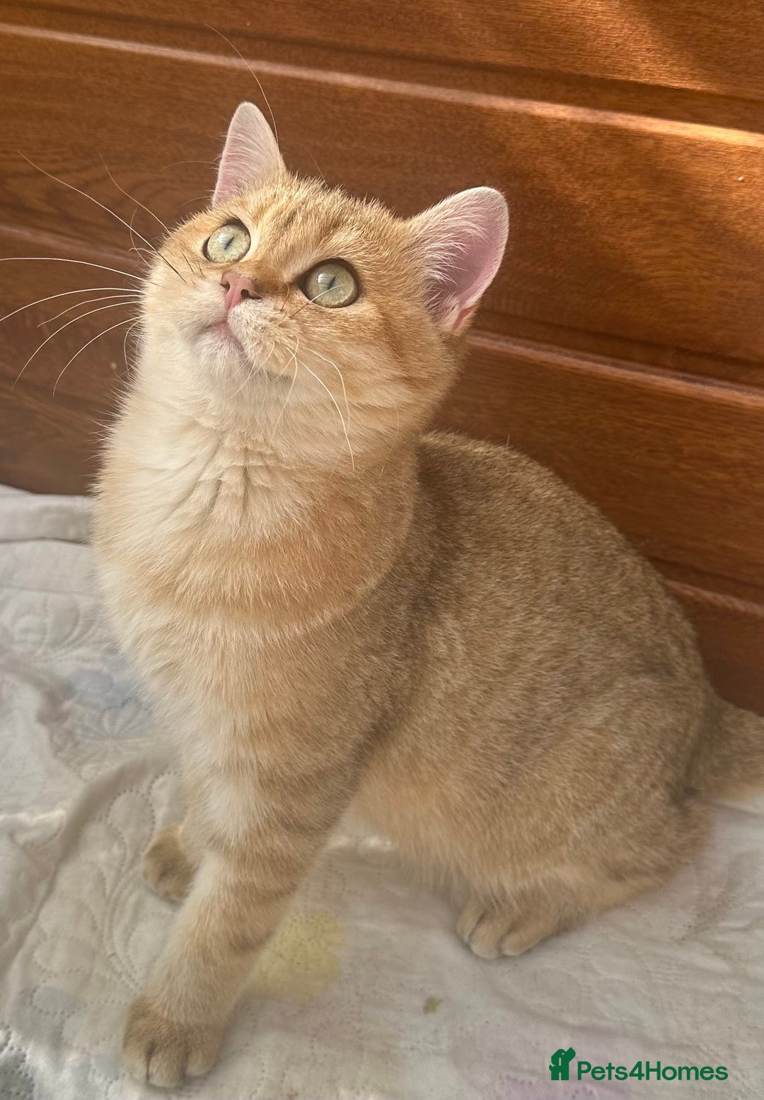 British Shorthair cats for sale: Last golden boy left 😻🌸🌼🌺 tica registered 😻 in Hayes - Image 1