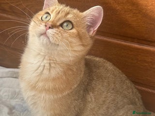 British Shorthair cats in Hayes - Advert 5