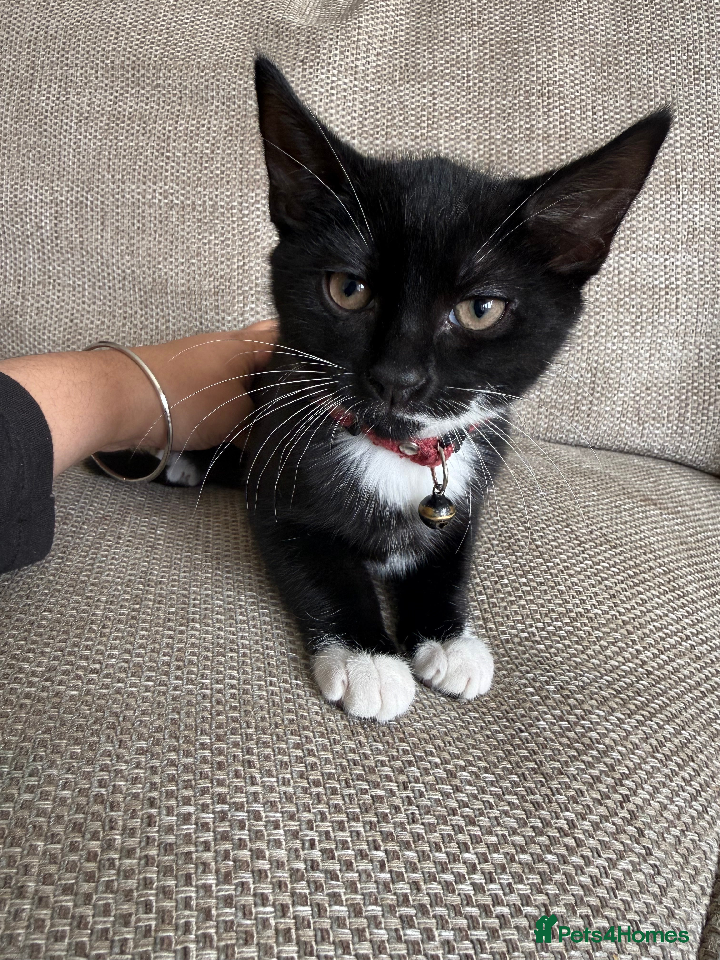 Mixed Breed cats Female Kitten Available 🐾 - Advert 1