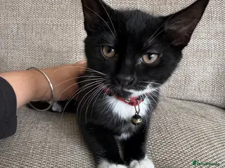 Mixed Breed cats Female Kitten Available 🐾 - Advert 1