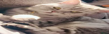 British Shorthair 1
