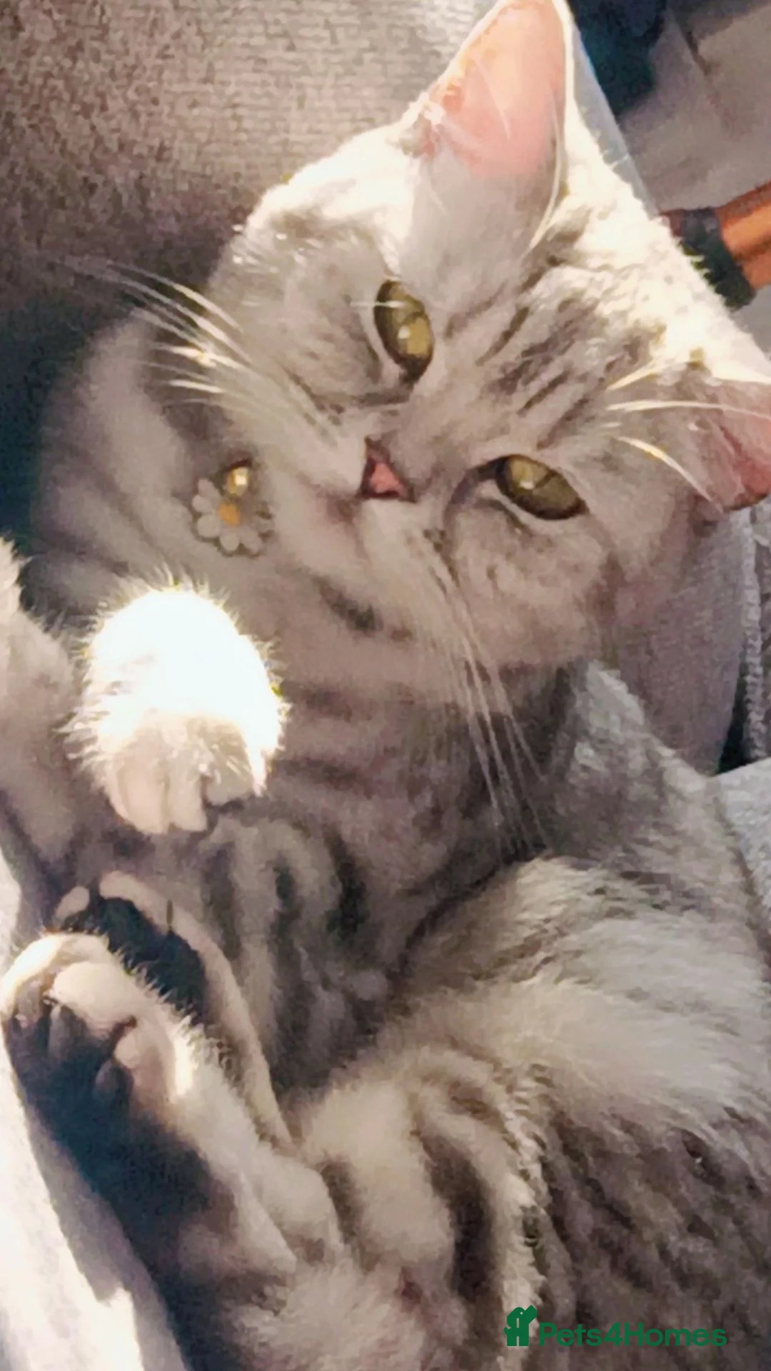 British Shorthair cats for sale: British Shorthair - Advert 2
