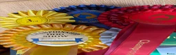 Bull Terrier dogs for stud: English bull terrier Crufts Qualifier  - Advert 8