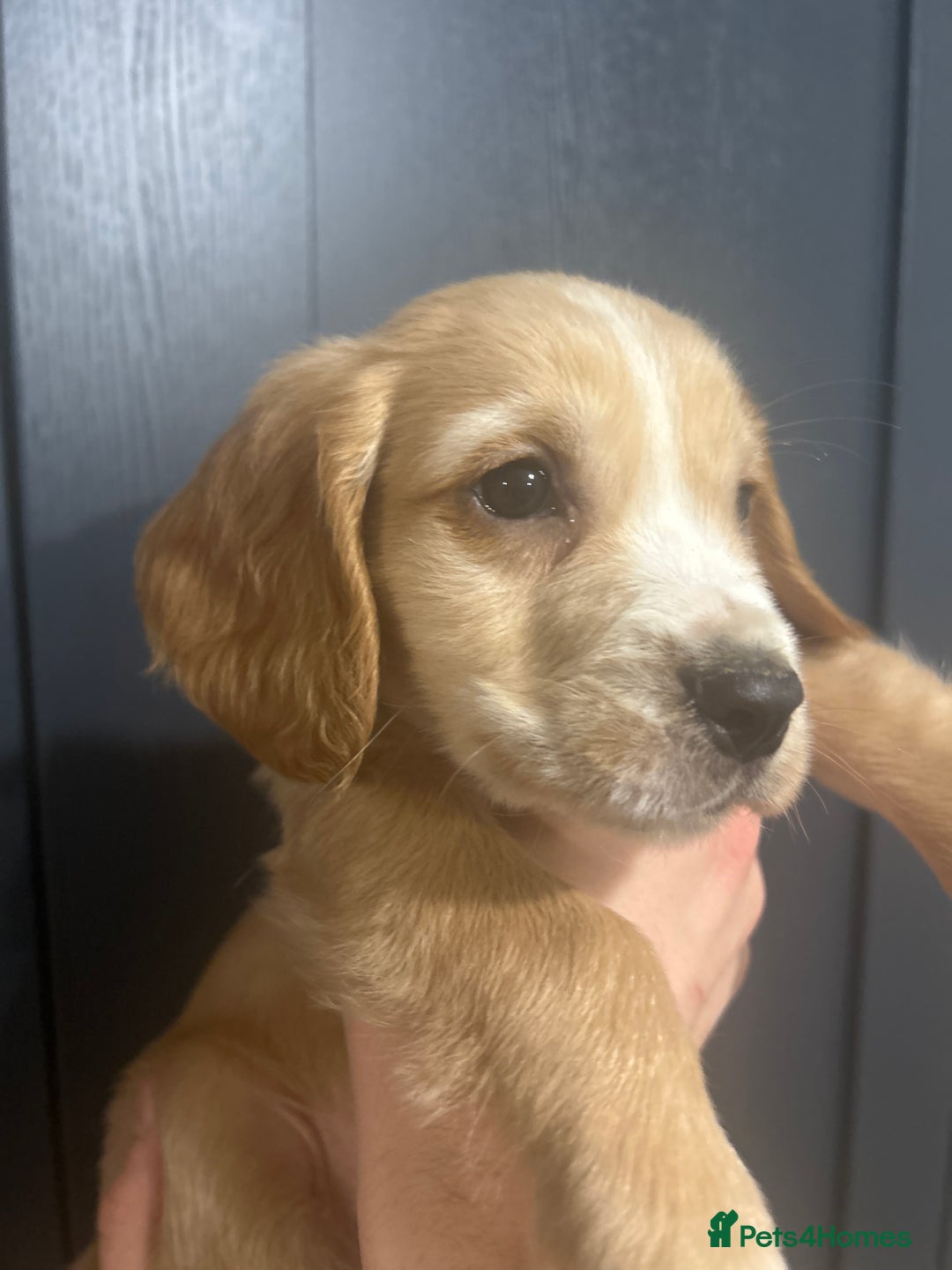 Cocker Spaniel dogs for sale: 3 Cocker Spaniel Puppies. 💙💙💙 - Advert 22