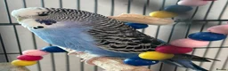 Budgerigars birds for sale: Budgies - Advert 2