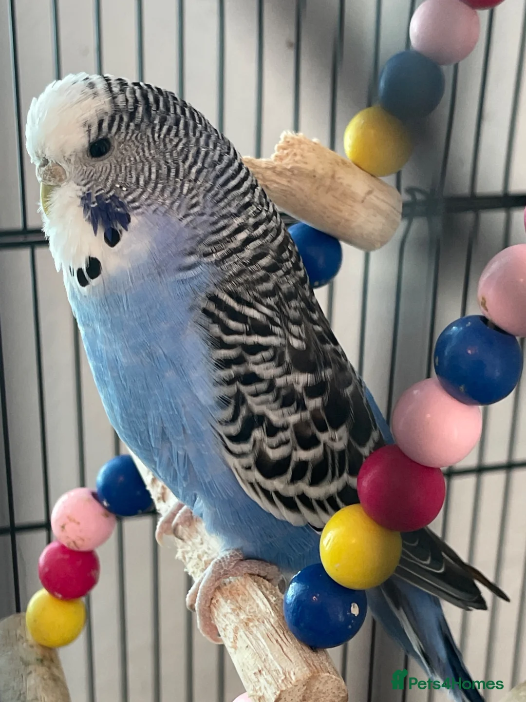 Budgerigars birds for sale: Budgies - Advert 2