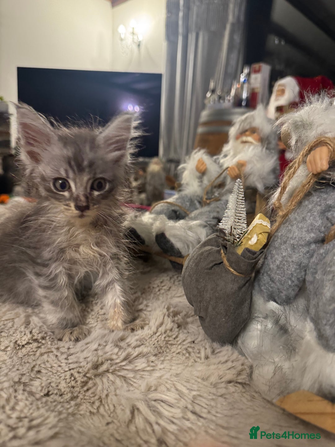 Maine Coon cats for sale: Exceptional Mainecoon Cubs 3 left - Advert 3