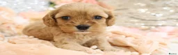 Cavapoo dogs for sale: Health Tested Cavapoos by Licensed Breeder - Advert 30