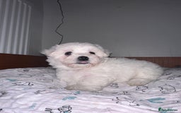 Bichon Frise dogs for sale: Bichon Maltese  - Image 7