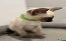 Siamese cats for sale: GCCF Registered Pure Traditional Siamese.  - Image 8