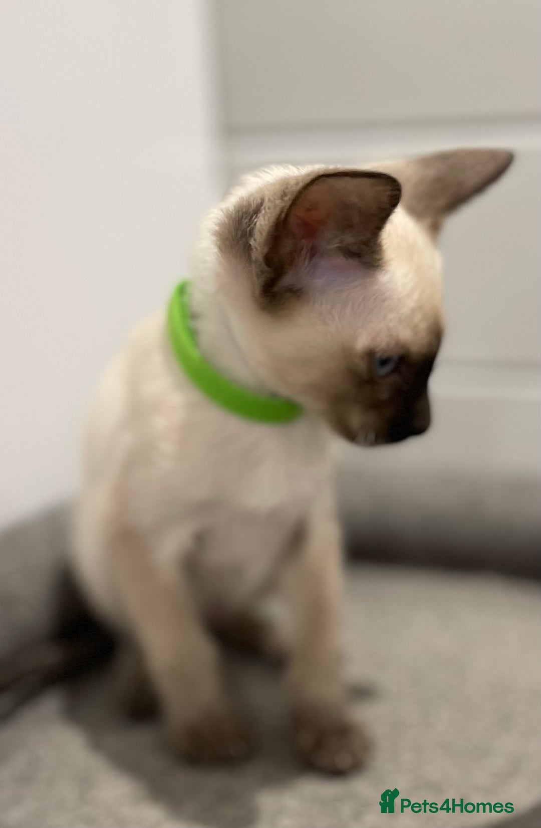 Siamese cats for sale: GCCF Registered Pure Traditional Siamese.  - Image 8