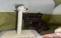 Siberian cats for sale: Siberian X kittens - Image 10