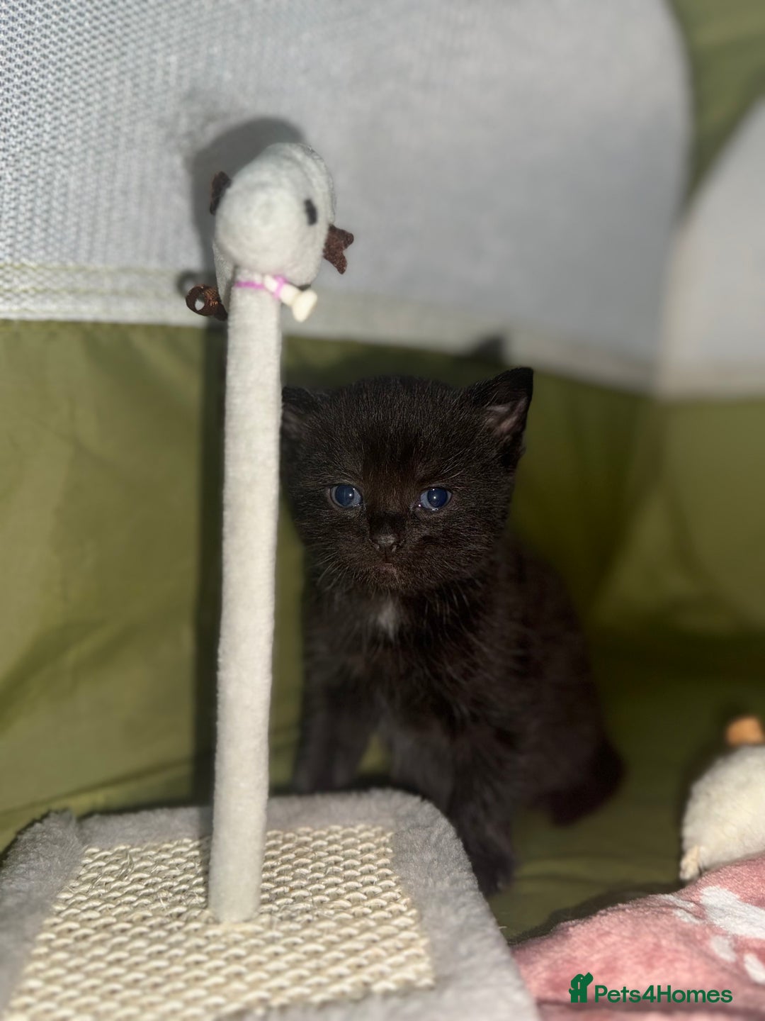 Siberian cats for sale: Siberian X kittens - Image 10