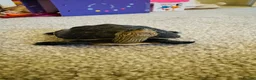 Turtle reptiles for sale: Turtles Looking for a New Home 🏡 - Advert 3
