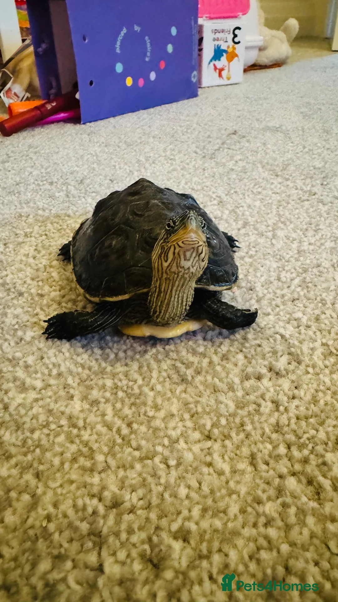 Turtle reptiles for sale: Turtles Looking for a New Home 🏡 - Advert 3