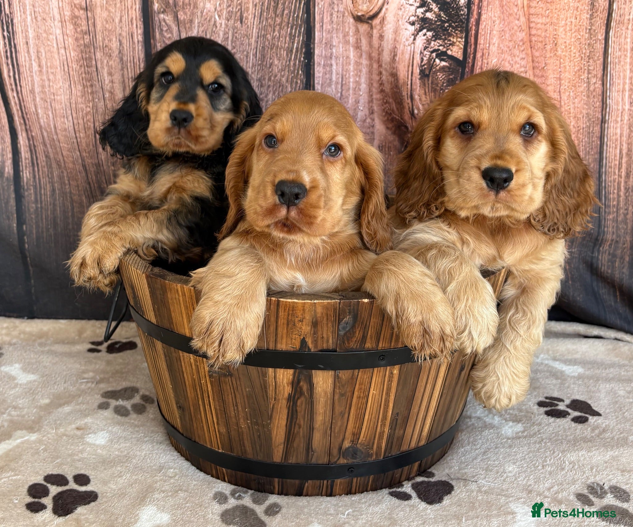 Cocker Spaniel dogs Outstanding KC Show Cocker Spaniels - Advert 1