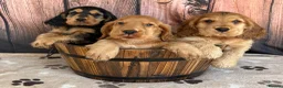 Cocker Spaniel dogs for sale: Outstanding KC Show Cocker Spaniels - Advert 1