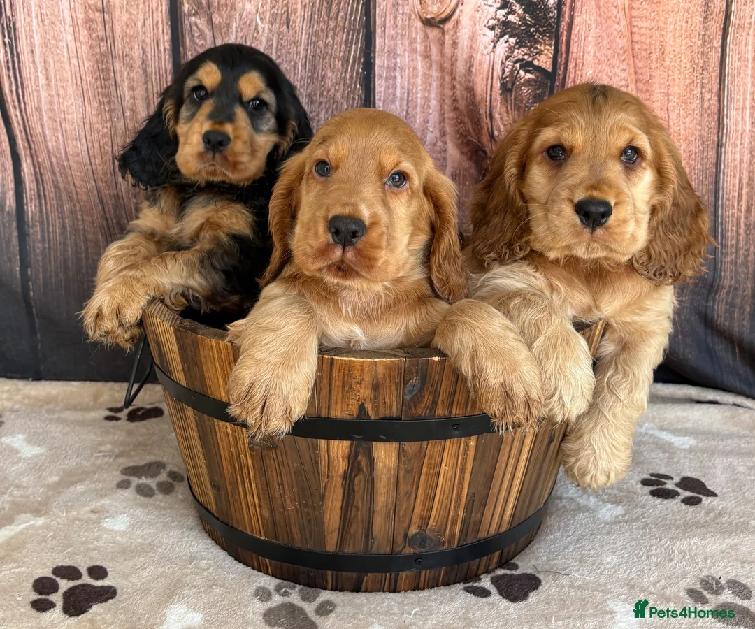 Cocker Spaniel dogs for sale: Outstanding KC Show Cocker Spaniels - Advert 1