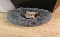 Chihuahua dogs for sale: Tiny Blue Fawn chihuahua boy  - Image 9
