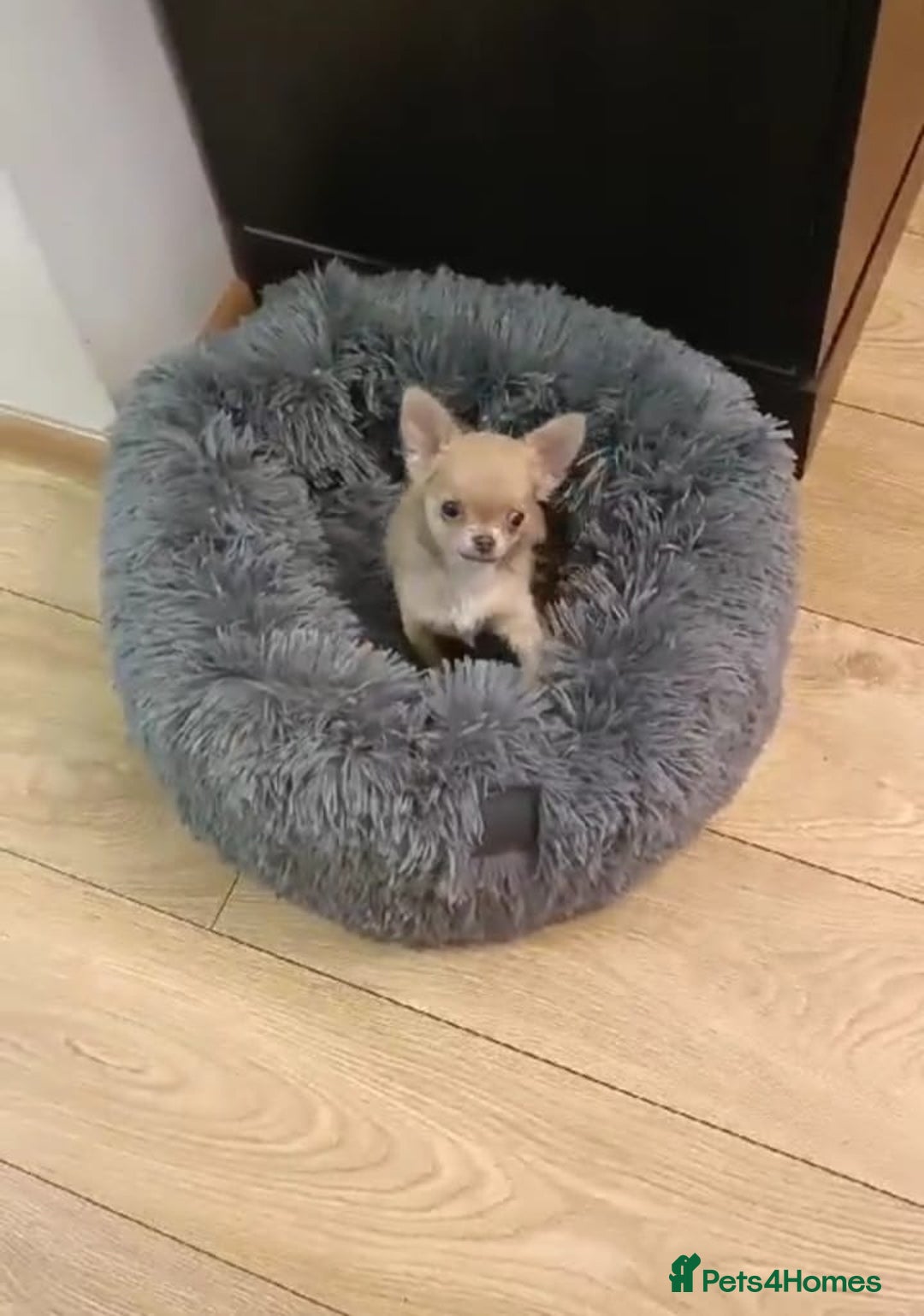 Chihuahua dogs for sale: Tiny Blue Fawn chihuahua boy  - Image 9