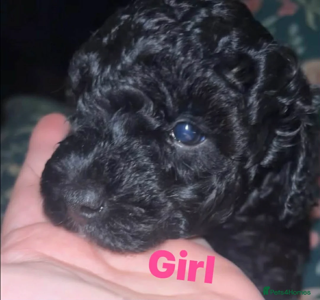 Jackapoo dogs for sale: Adorable Jackapoo Puppies  - Advert 1