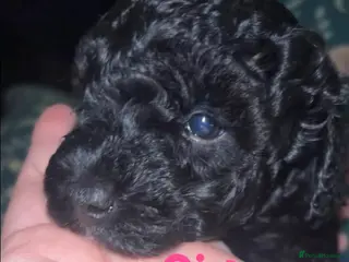 Jackapoo dogs Adorable Jackapoo Puppies - Advert 12