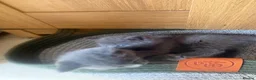 British Shorthair cats for sale: British Shorthair kittens  - Advert 13