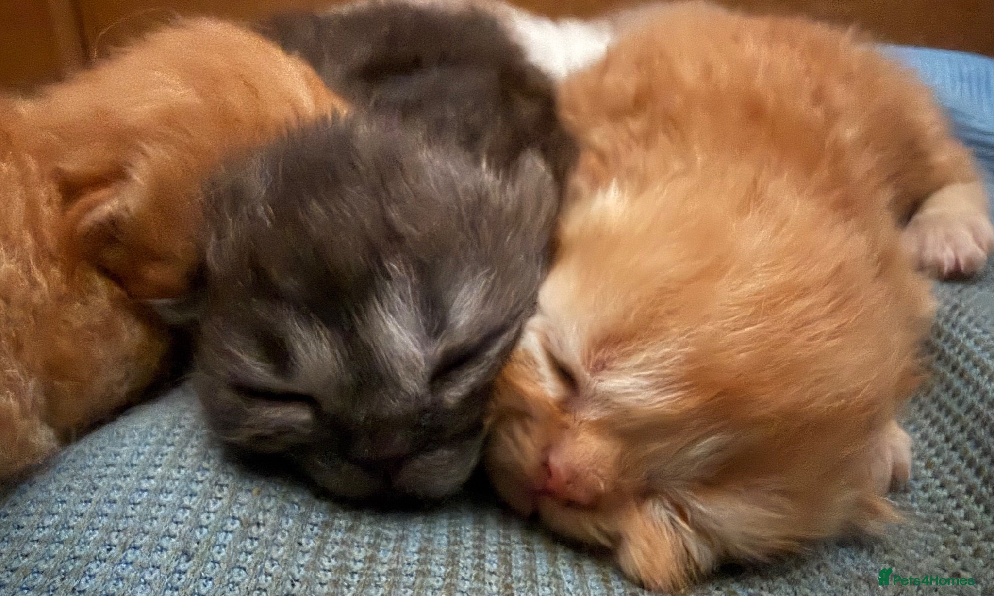 Persian cats Beautiful pure bred Persians  - Advert 1