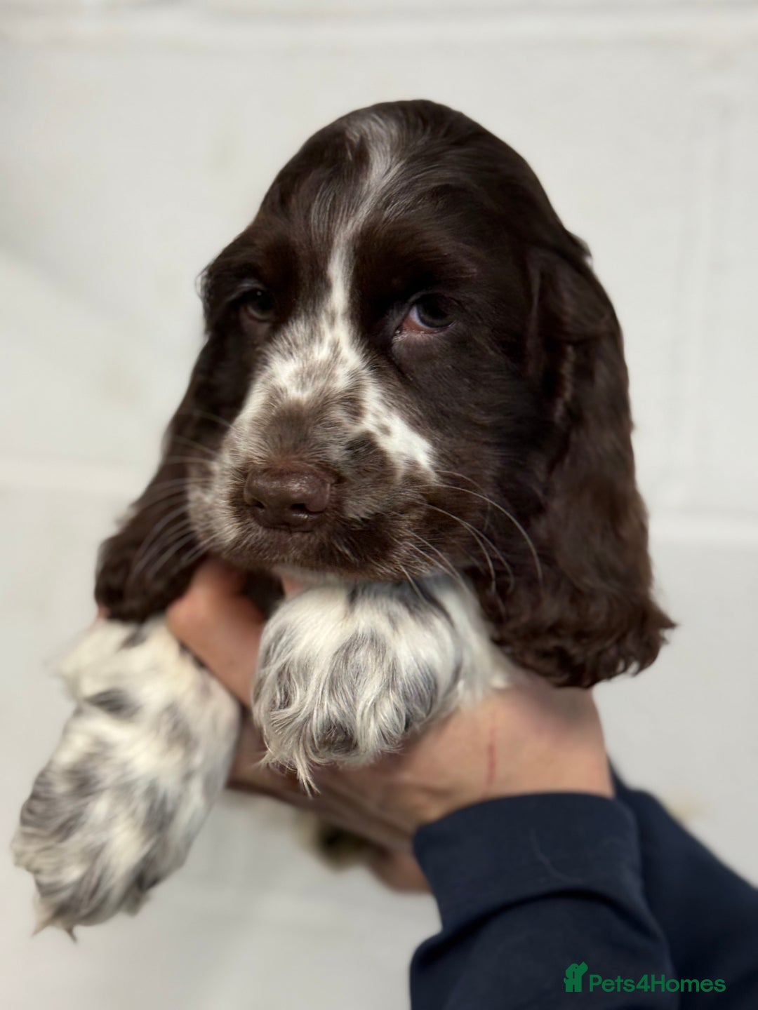 Cocker Spaniel dogs for sale: True to type Show Cocker Spaniels - KC reg parents - Advert 8