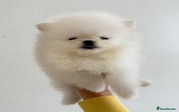 Pomeranian dogs for sale: Russian-Korean puppies looking for home💕 - Image 9