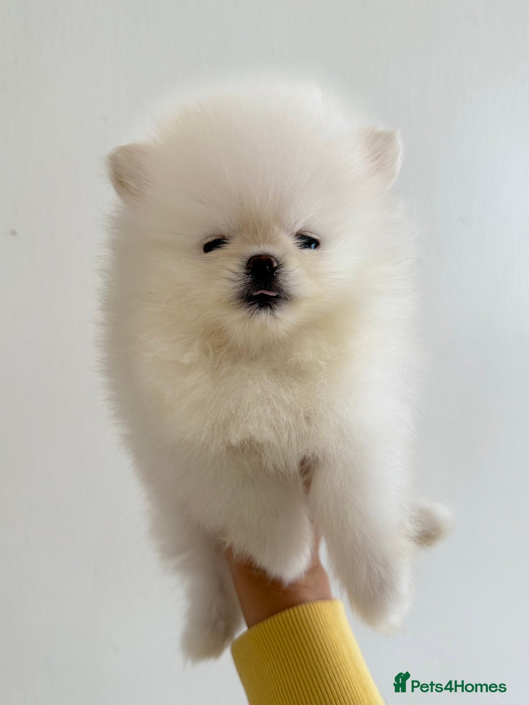 Pomeranian dogs for sale: Russian-Korean puppies looking for home💕 - Image 9