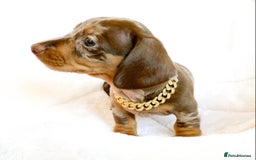 Miniature Dachshund dogs for sale: READY NOW PRA CLEAR DACHSHUND PUPPIES - Image 14
