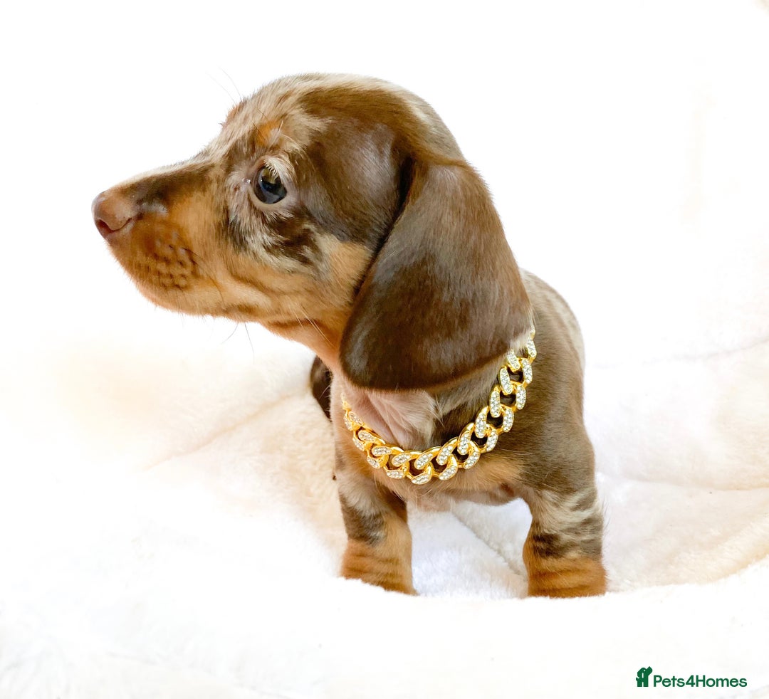 Miniature Dachshund dogs for sale: READY NOW PRA CLEAR DACHSHUND PUPPIES - Image 14