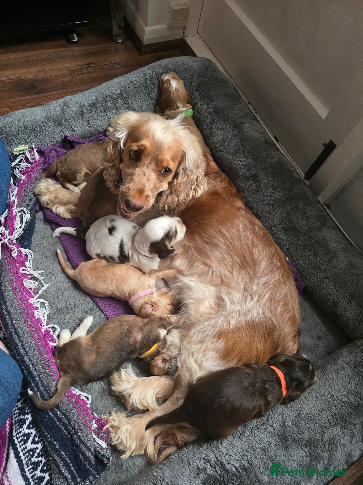 Cocker Spaniel dogs Stunning Show Cocker Spaniel Litter ready July - Advert 5