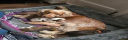 Cocker Spaniel dogs for sale: Stunning Show Cocker Spaniel Litter ready July in Northampton - Advert 1