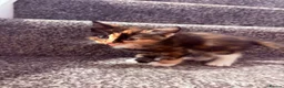Mixed Breed cats for sale: 4 beautiful mixed breed kittens - Advert 8