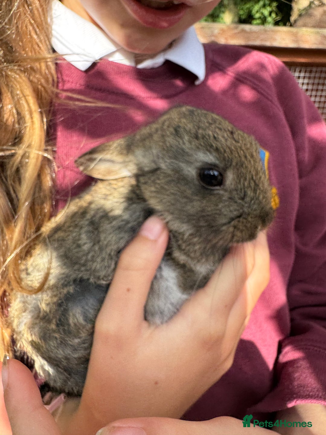 English rabbits for sale: 7 baby rabbits - Image 8