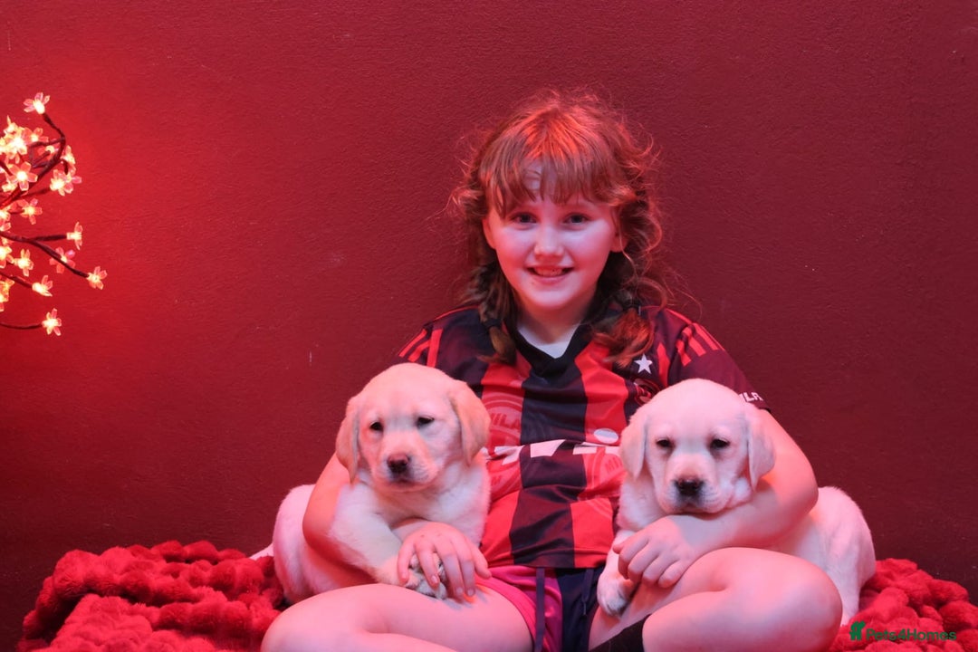 Golden Retriever dogs for sale: Health Tested, champion bloodlines Great with Kids - Advert 6