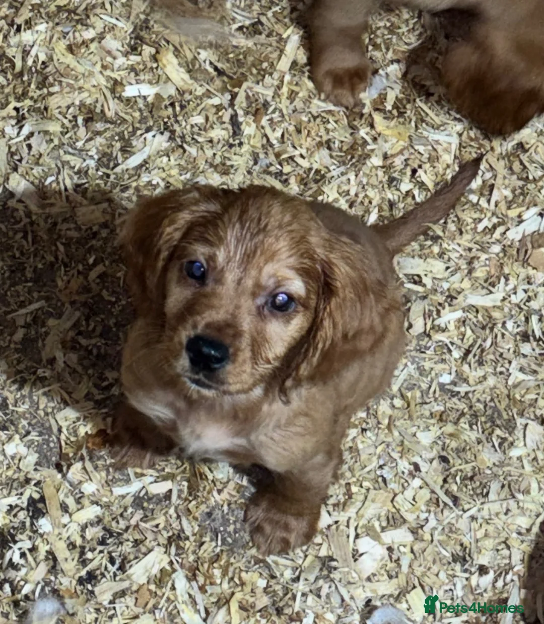 Cocker Spaniel dogs for sale: Beautiful Cocker Spaniel pups in Halifax - Advert 8
